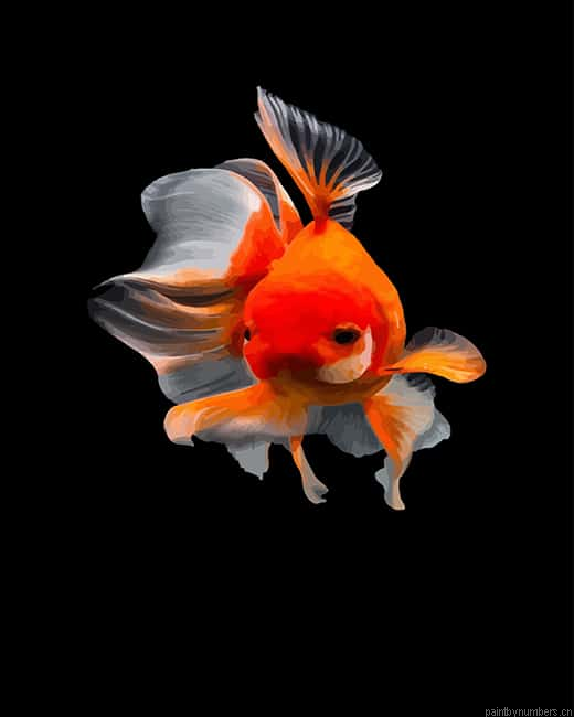 Common Goldfish Painting By Numberss.png