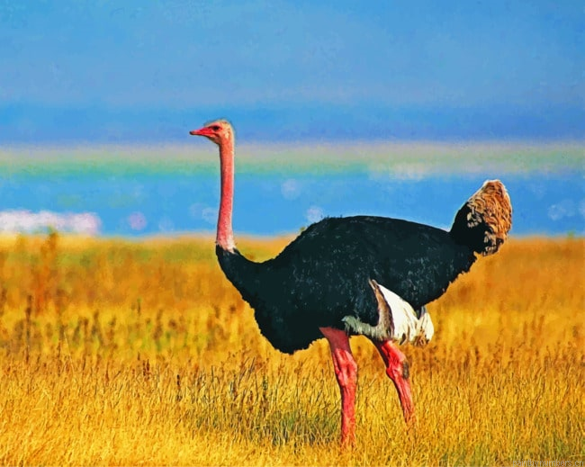 Common Ostrich Birds Painting By Numberss.png