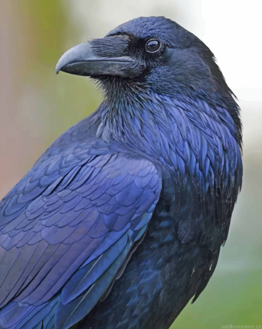 Common Raven Birds Painting By Numberss.png