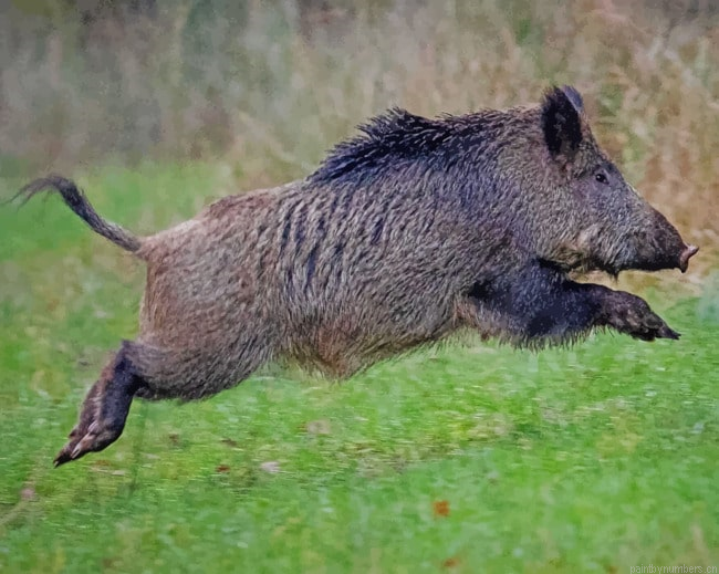 Common Wild Pig Animals Painting By Numberss.png