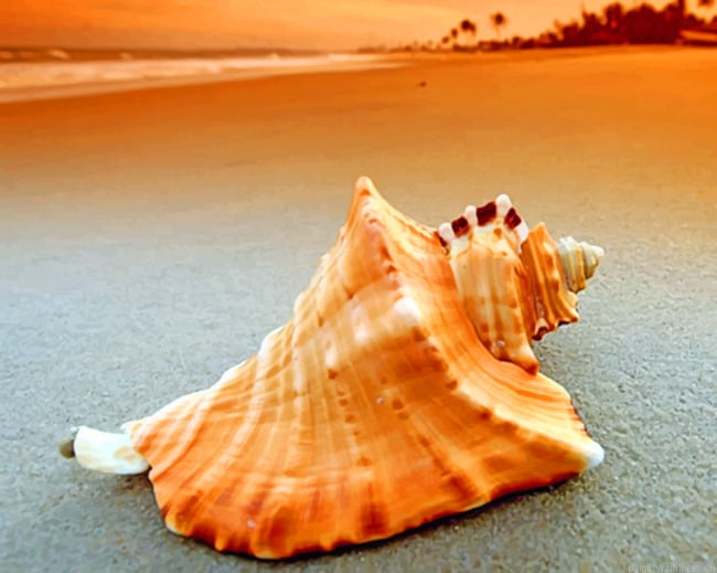 Conch Seashell Painting By Numberss.png