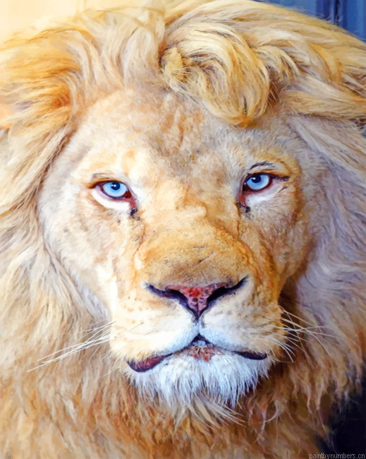 Congo Lion Painting By Numberss.png