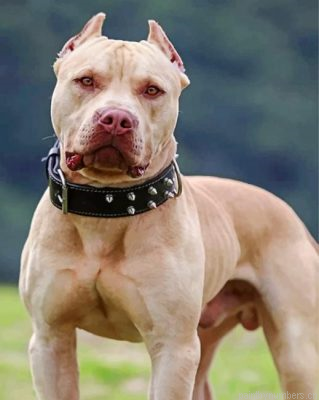 Cool Pit Bull Painting By Numbers.png