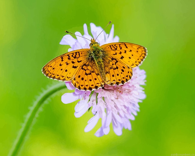 Copper Butterfly Insects Painting By Numbers.png