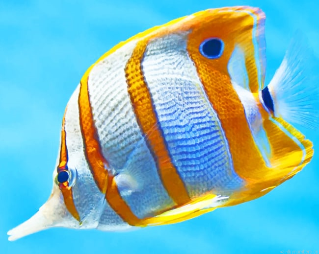 Copperband Butterflyfish Painting By Numberss.png
