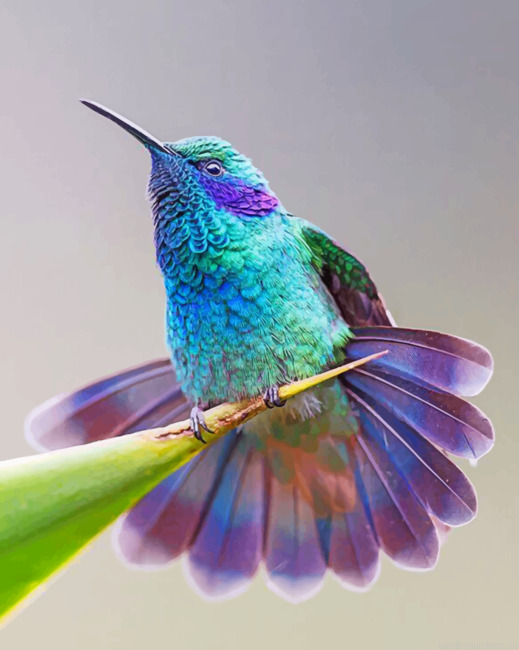 Coraciiformes Bird Painting By Numberss.png