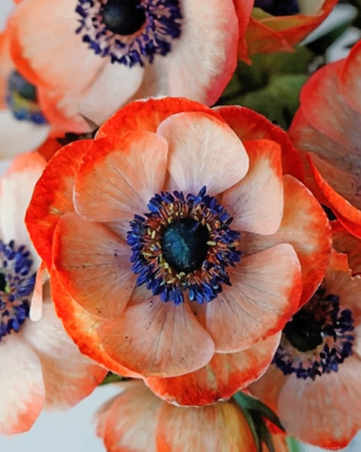 Coral Anemone Flower Painting By Numberss.png