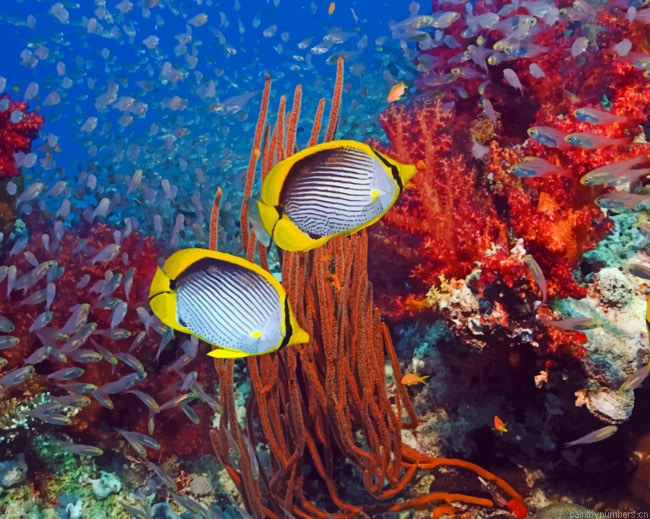 Coral Reef And Tropical Fish Painting By Numberss.png