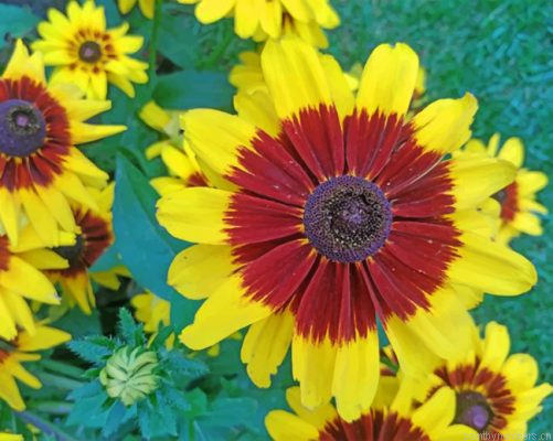Coreopsis Tinctoria Painting By Numbers.png