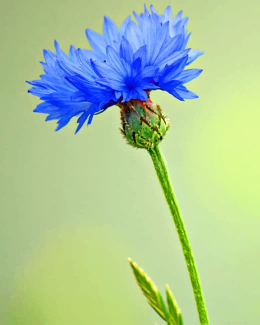 Cornflower Plant Painting By Numberss.png