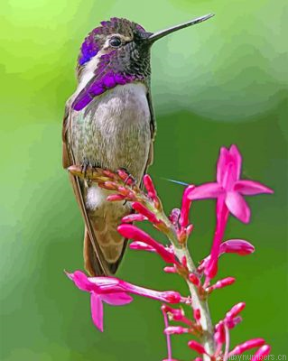 Costa Hummingbird Painting By Numbers.png