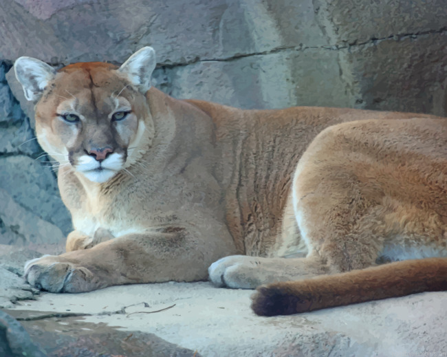 Cougar Animal Sitting In Cave Painting By Numberss.png