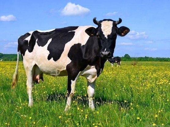 Country Cows Painting By Numberss.png