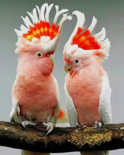 Couple Of Major Mitchells Cockatoo Painting By Numberss.png