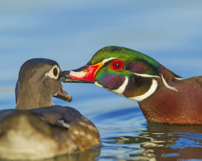Couple Of Wood Ducks Birds Painting By Numberss.png