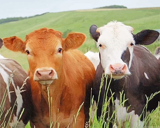 Cows Animals Painting By Numberss.png