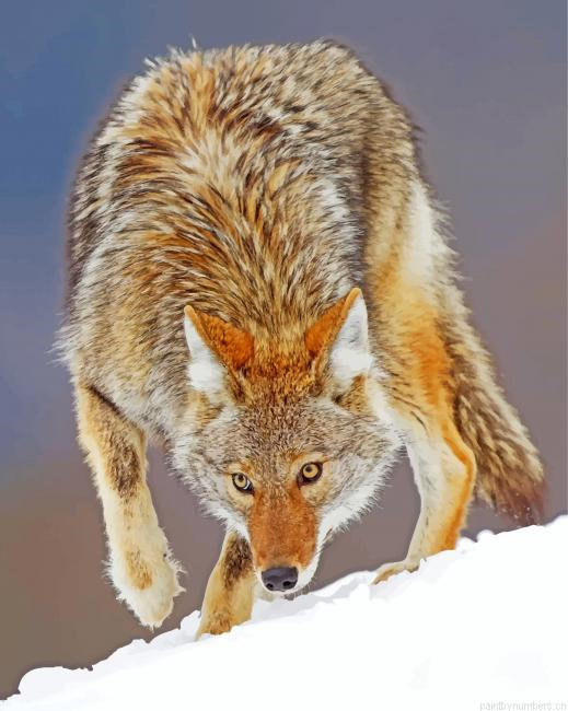Coyote Animal Painting By Numberss.png