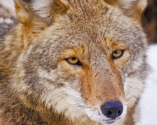 Coyote Face Painting By Numberss.png