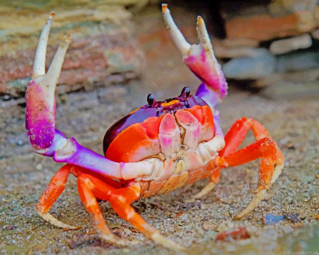 Crab Animal Painting By Numbers.png