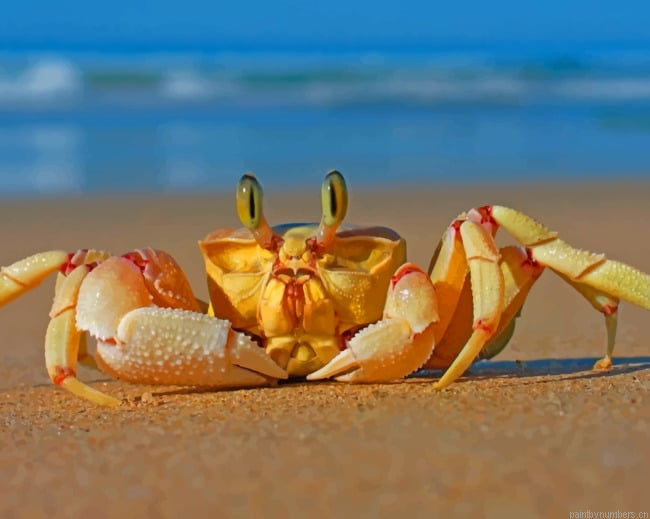 Crab In Beach Animals Painting By Numberss.png