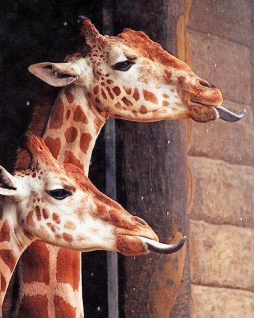 Crazy Giraffes Animals Painting By Numberss.png