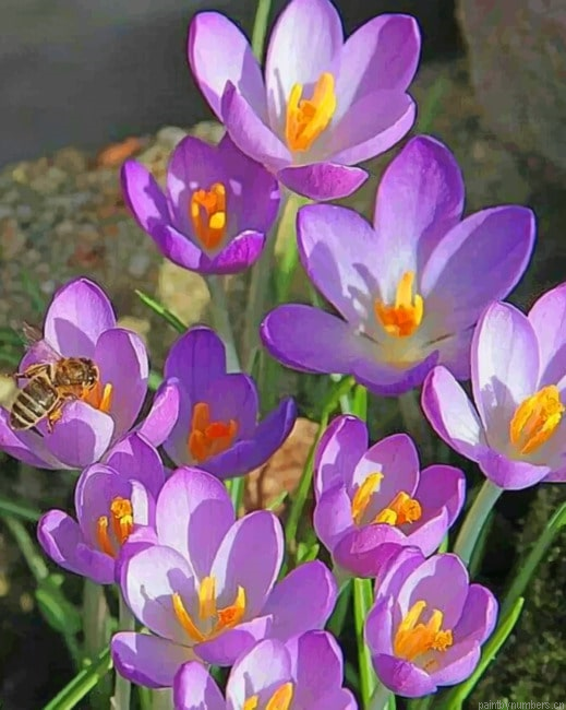 Crocus Vernus Flowers Painting By Numberss.png