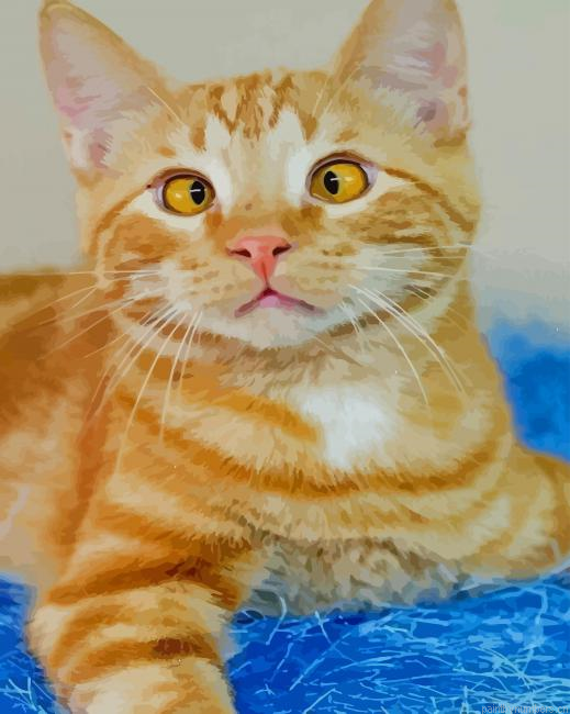 Cross Eyed Tabby Cat Painting By Numbers.png