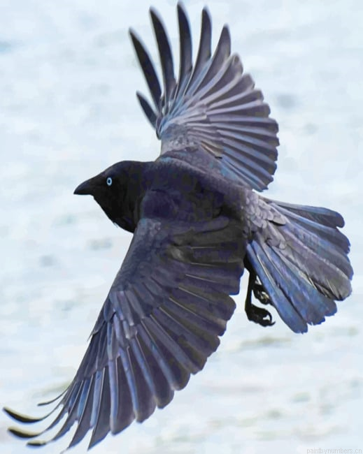 Crow Bird Painting By Numberss.png