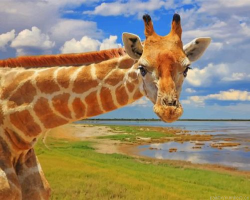 Curious Giraffe Painting By Numbers.png