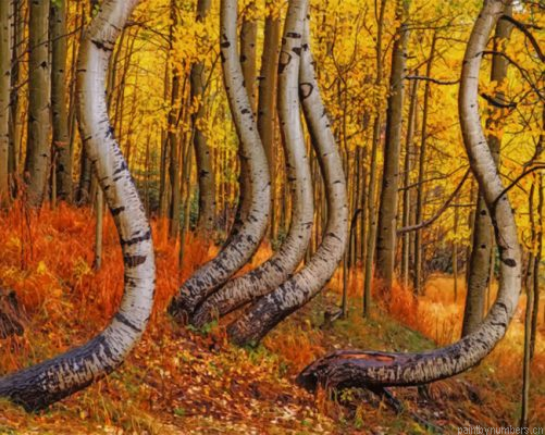 Curved Aspen Trees Painting By Numbers.png