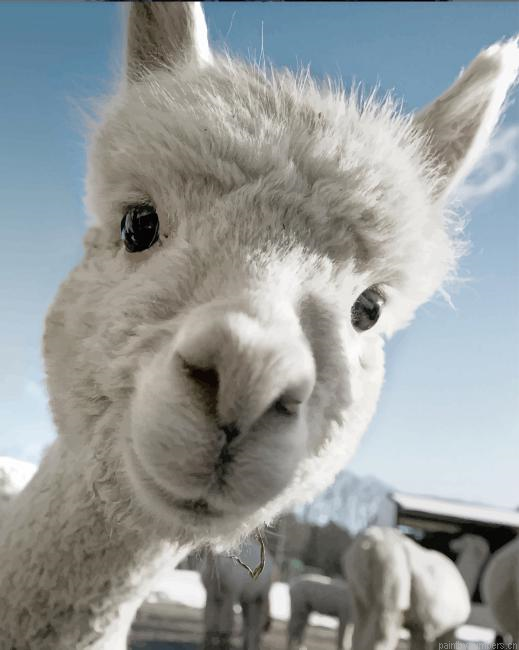 Cute Alpaca Animals Painting By Numberss.png