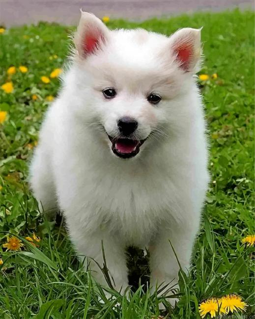 Cute American Eskimo Dog Painting By Numberss.png