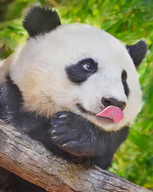 Cute Animal Panda Painting By Numberss.png