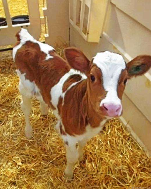 Cute Baby Brown Cow Painting By Numberss.png