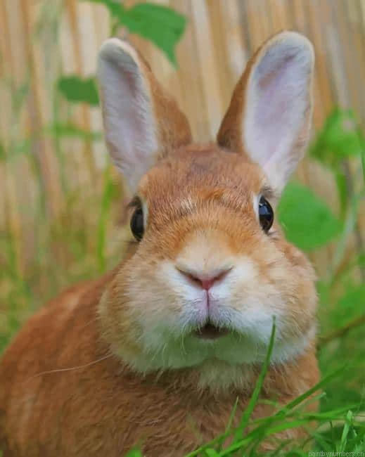 Cute Baby Bunny Animals Painting By Numberss.png