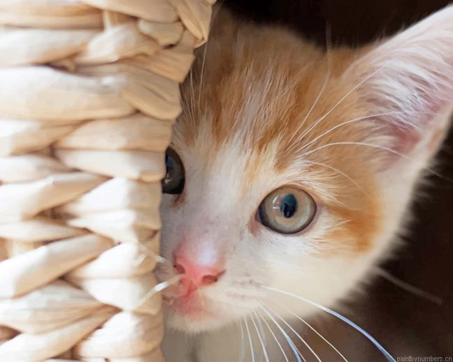 Cute Baby Cat Animals Painting By Numberss.png