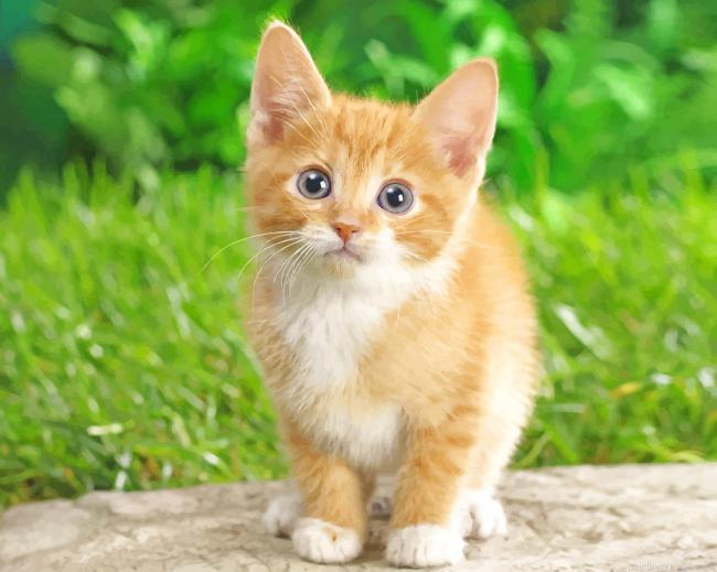 Cute Baby Cat Animalspainting By Numberss.png