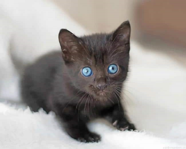 Cute Baby Cat With Blue Eyes Animals Painting By Numbers.png