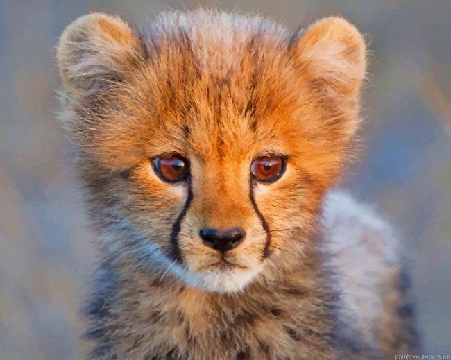 Cute Baby Cheetah Animals Painting By Numberss.png