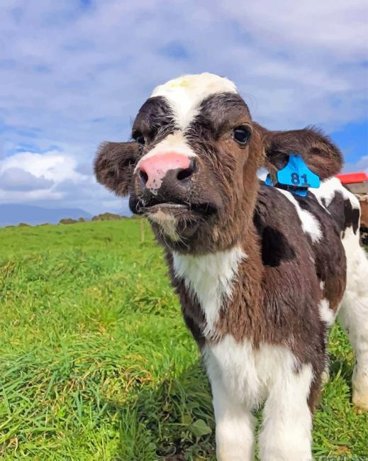 Cute Baby Cow Painting By Numberss.png