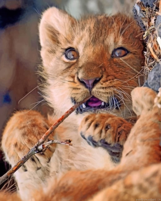 Cute Baby Lion Animal Painting By Numberss.png