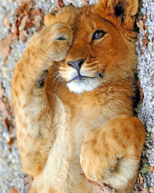 Cute Baby Lion Animals Painting By Numberss.png