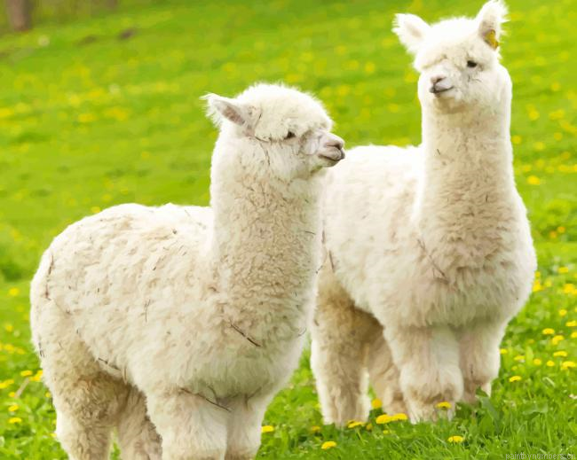 Cute Baby Llama Animals Painting By Numberss.png