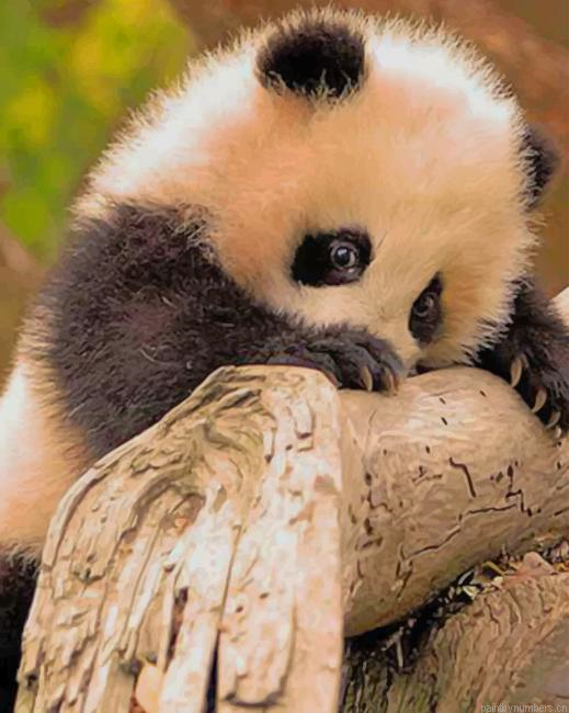 Cute Baby Panda Animals Painting By Numberss.png