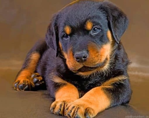 Cute Baby Rottweiler Painting By Numbers.png