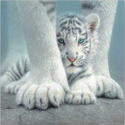 Cute Baby White Tiger Painting By Numbers.png