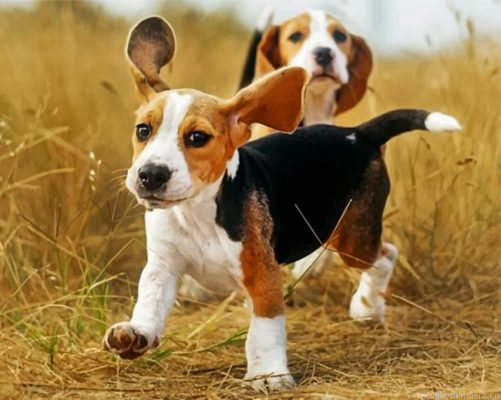 Cute Beagles Painting By Numbers.png