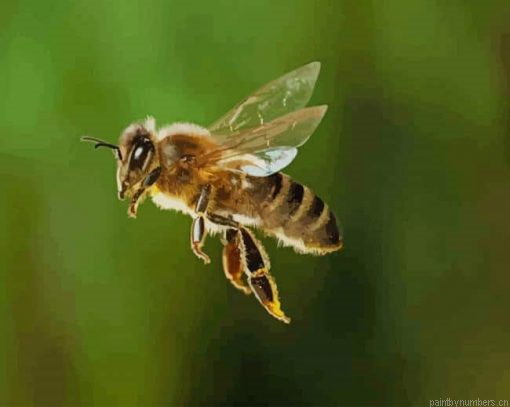 Cute Bee Flaying Painting By Numbers.png