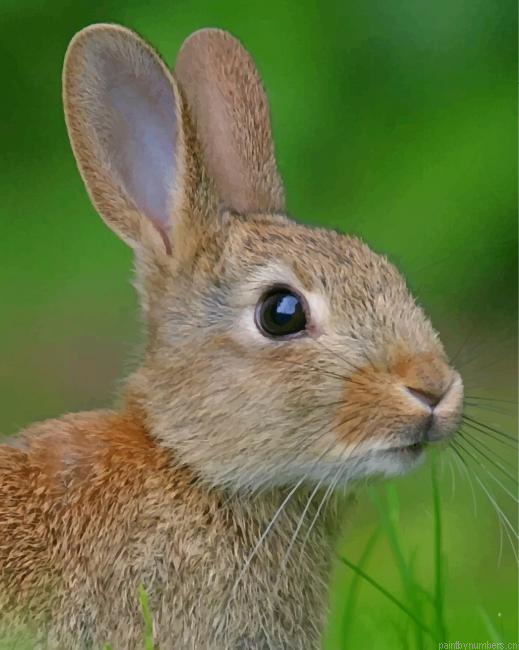 Cute Beige Rabbit Animals Painting By Numberss.png