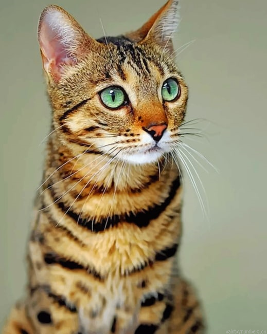 Cute Bengal Cat Animals Painting By Numberss.png